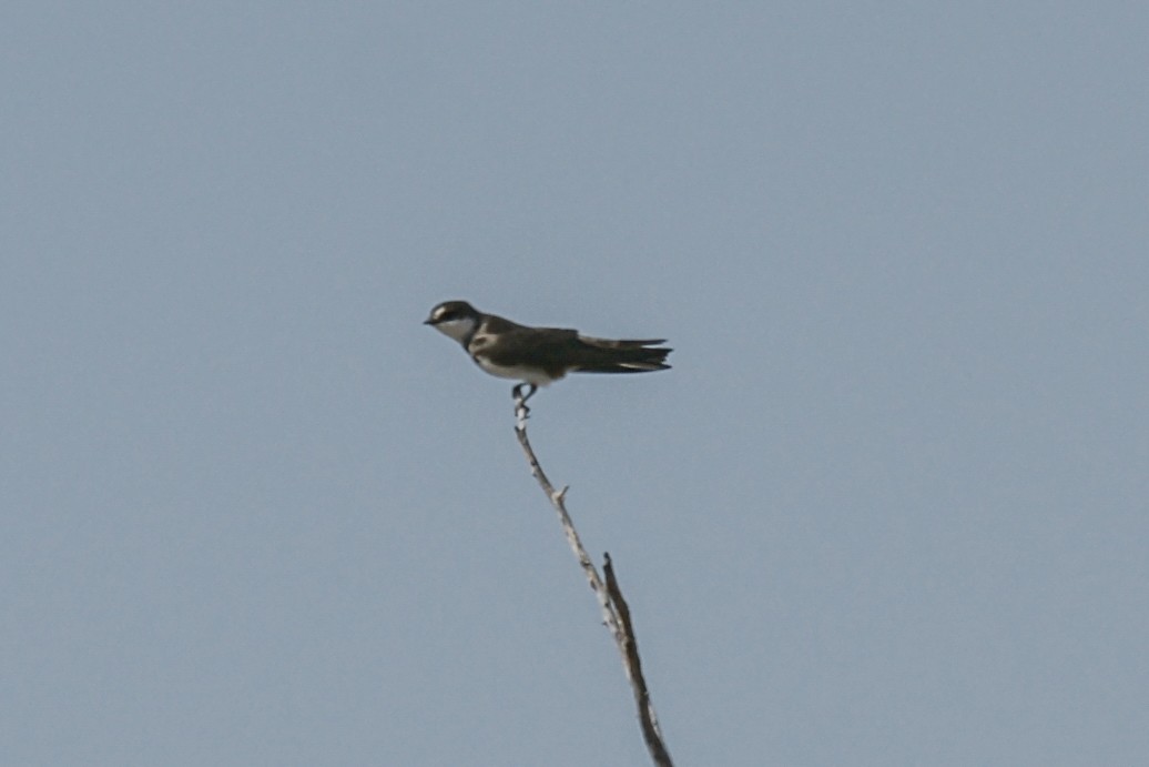 Banded Martin - ML637669565