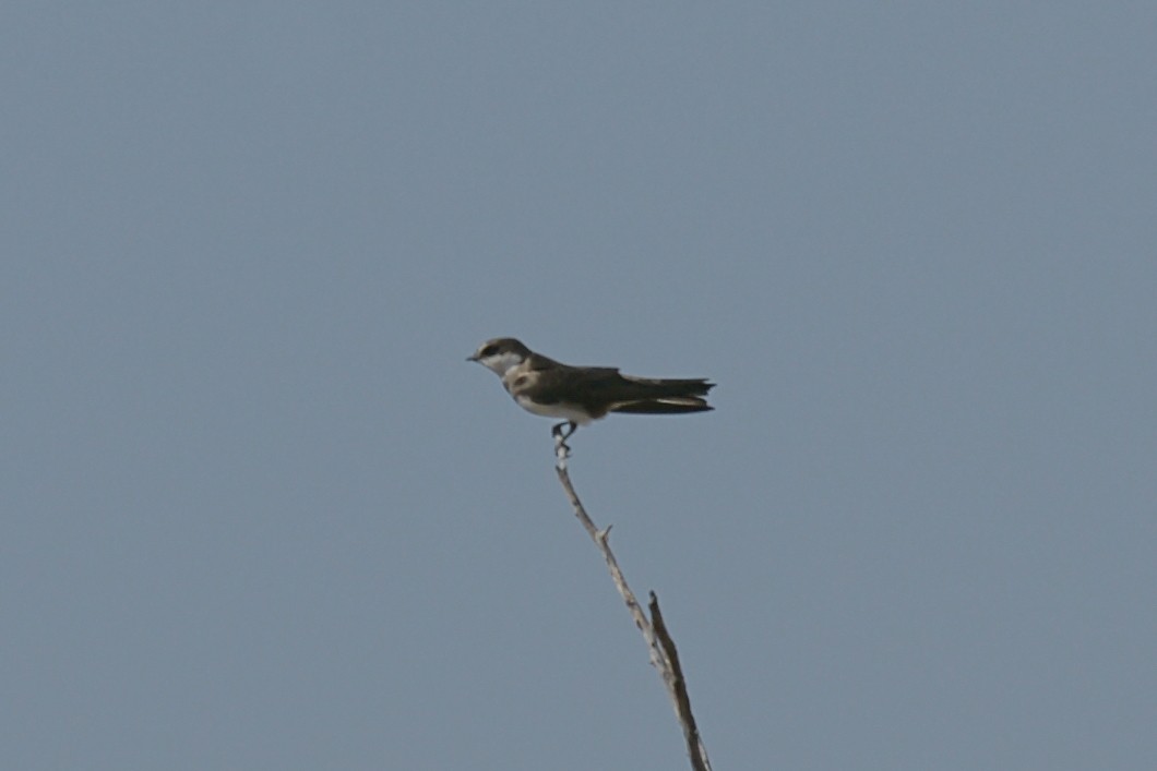 Banded Martin - ML637669566