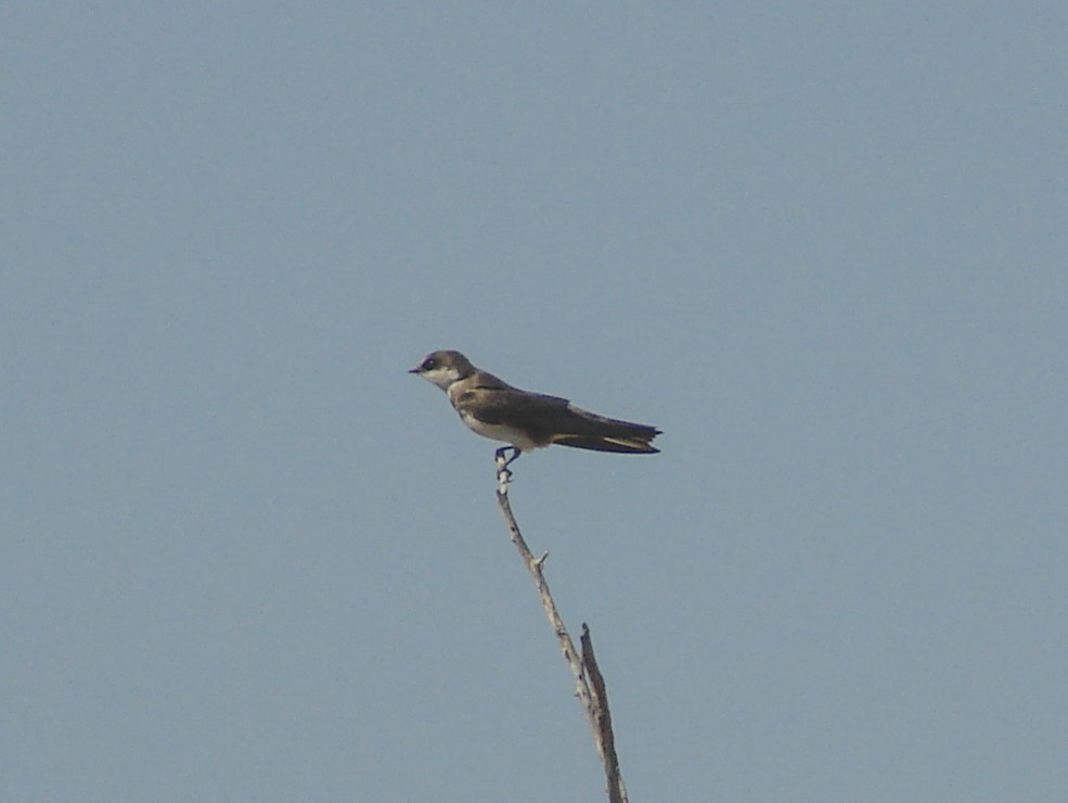 Banded Martin - ML637669567