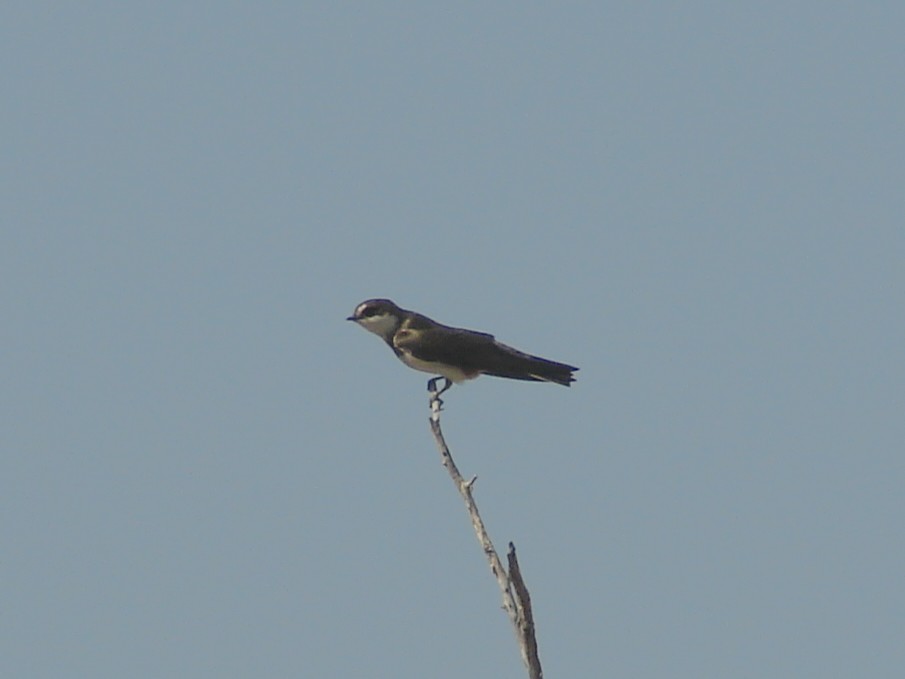 Banded Martin - ML637669568