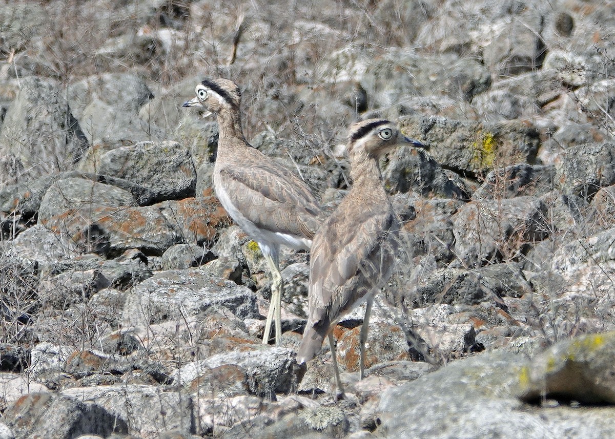 dytík bledý - ML637669619