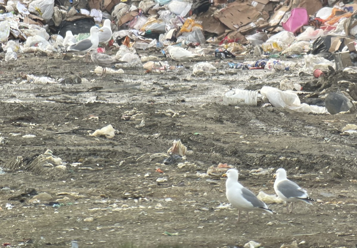 Vega Gull - ML637669756