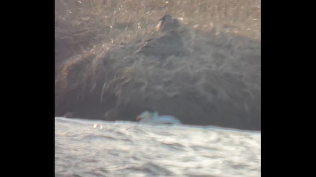 Eider betaurrekoduna - ML637669899