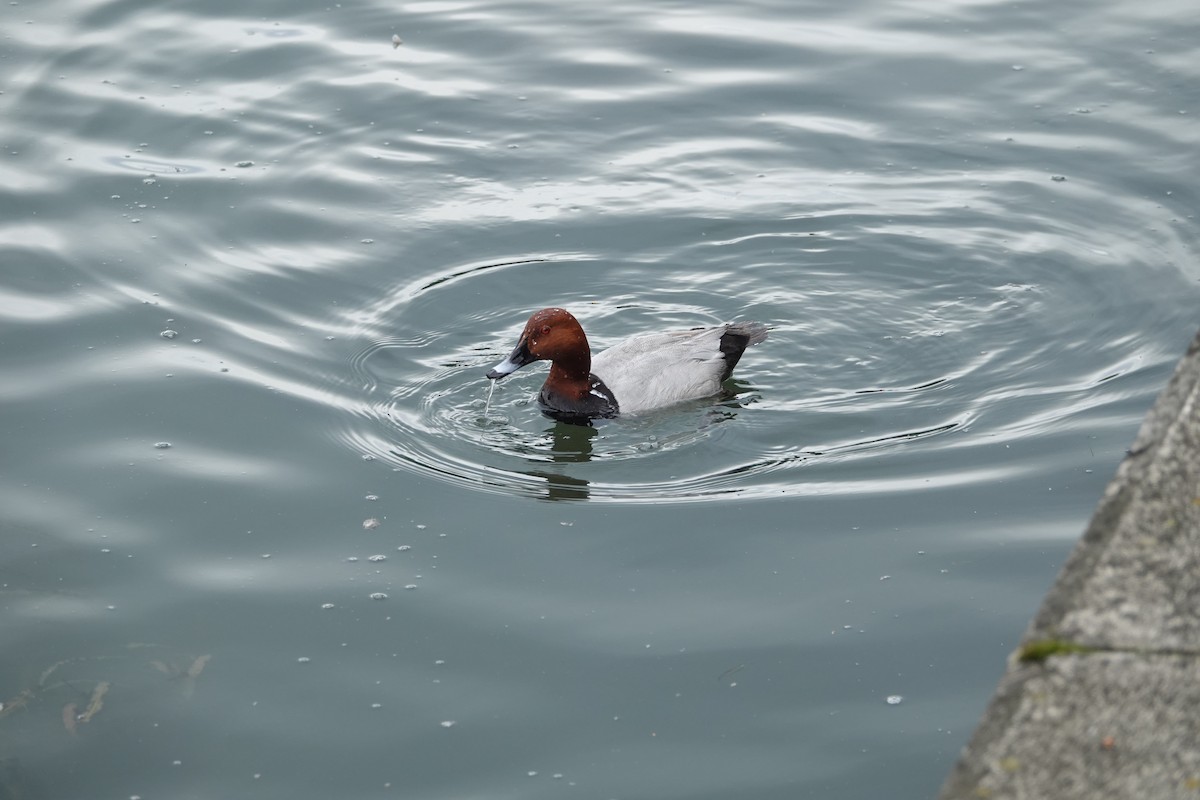 Common Pochard - ML637669946