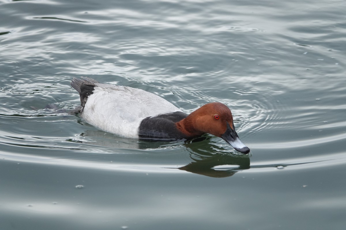 Common Pochard - ML637669968