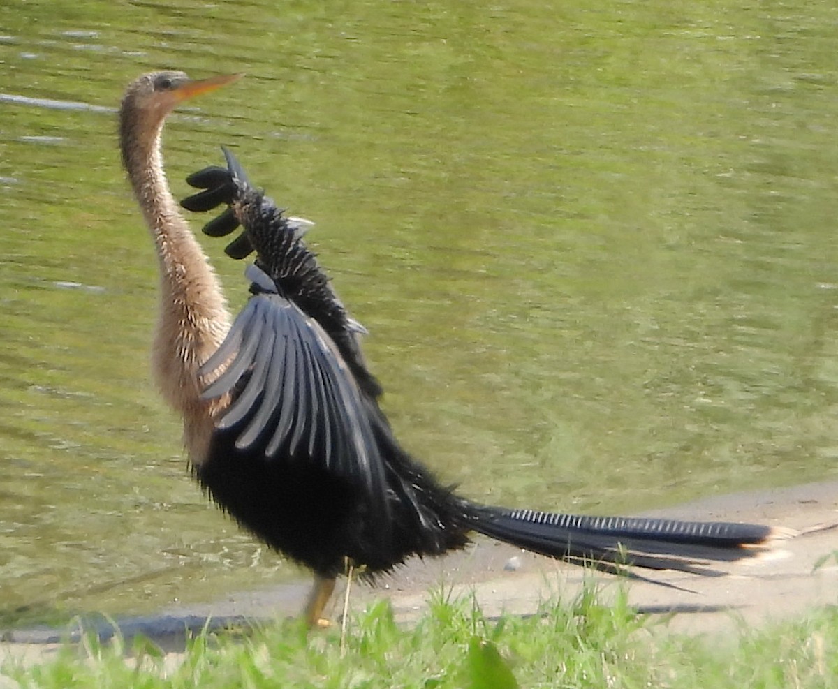 Anhinga - ML637669989