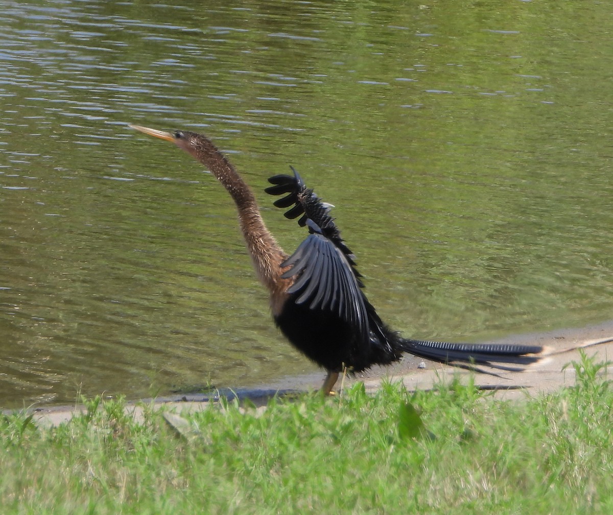Anhinga - ML637669990