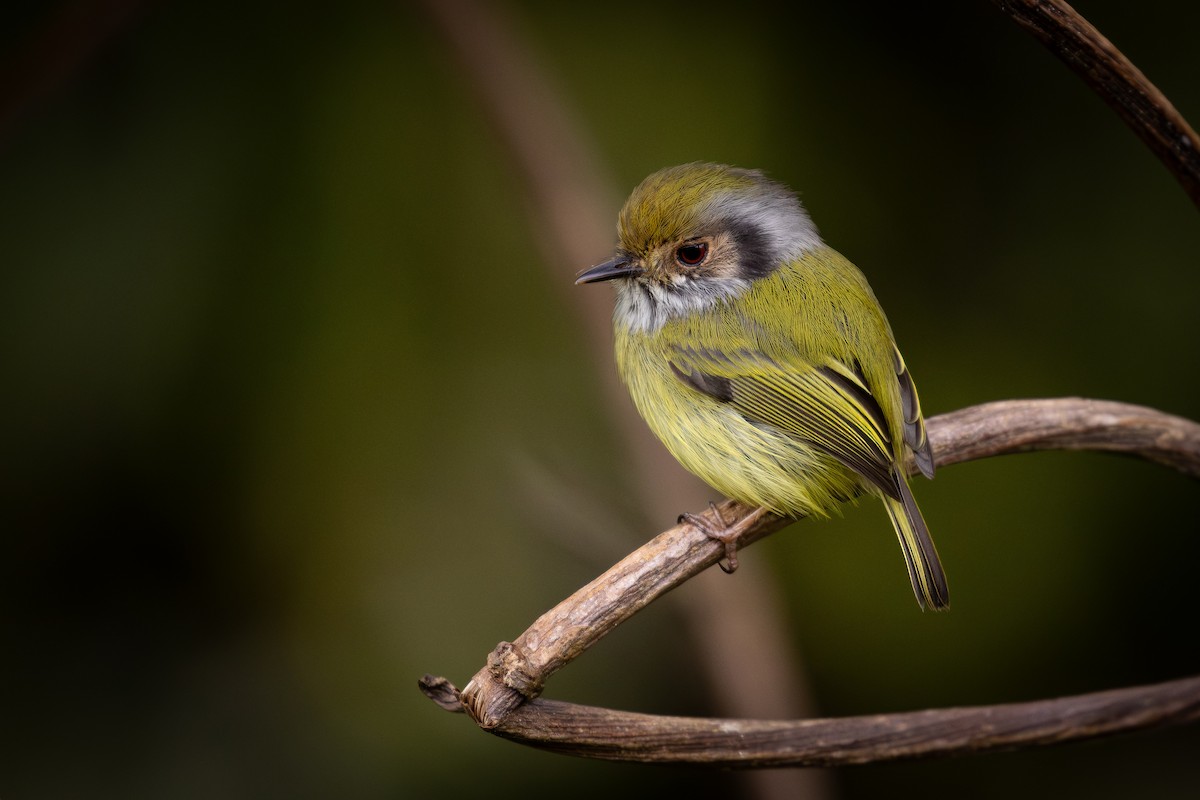 Eared Pygmy-Tyrant - ML637670027