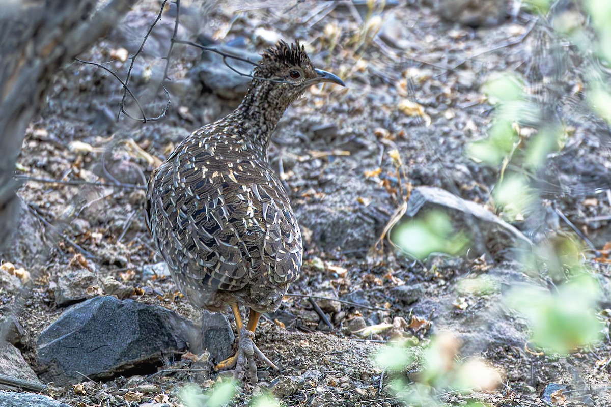 Andean Tinamou - ML637670061