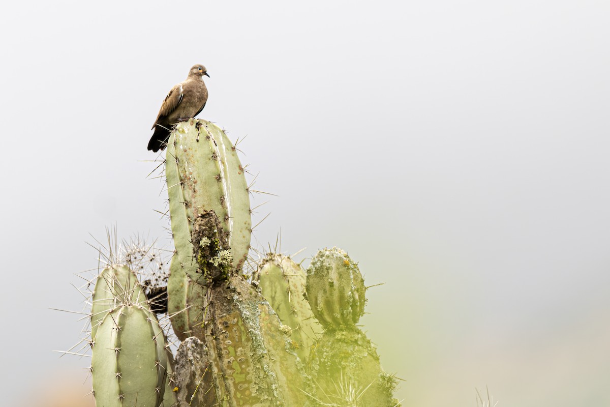 Black-winged Ground Dove - ML637670065