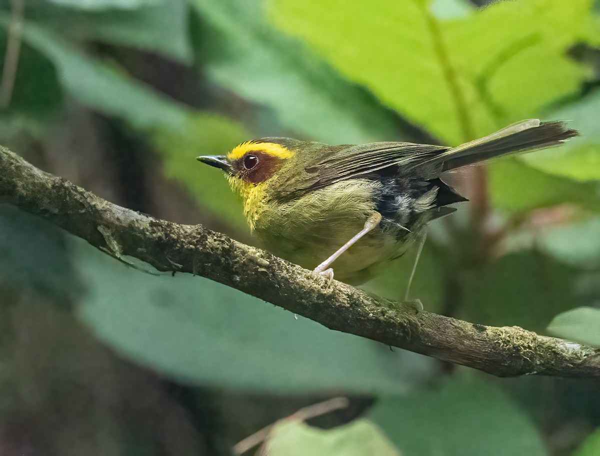 Golden-browed Warbler - ML637670193