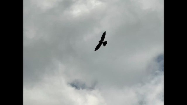 Mississippi Kite - ML637670255