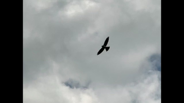 Mississippi Kite - ML637670267