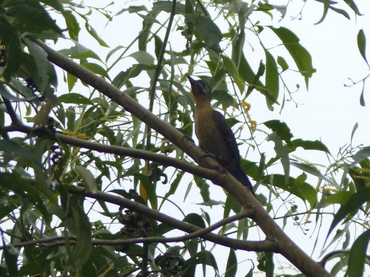 Laced Woodpecker - ML637670321