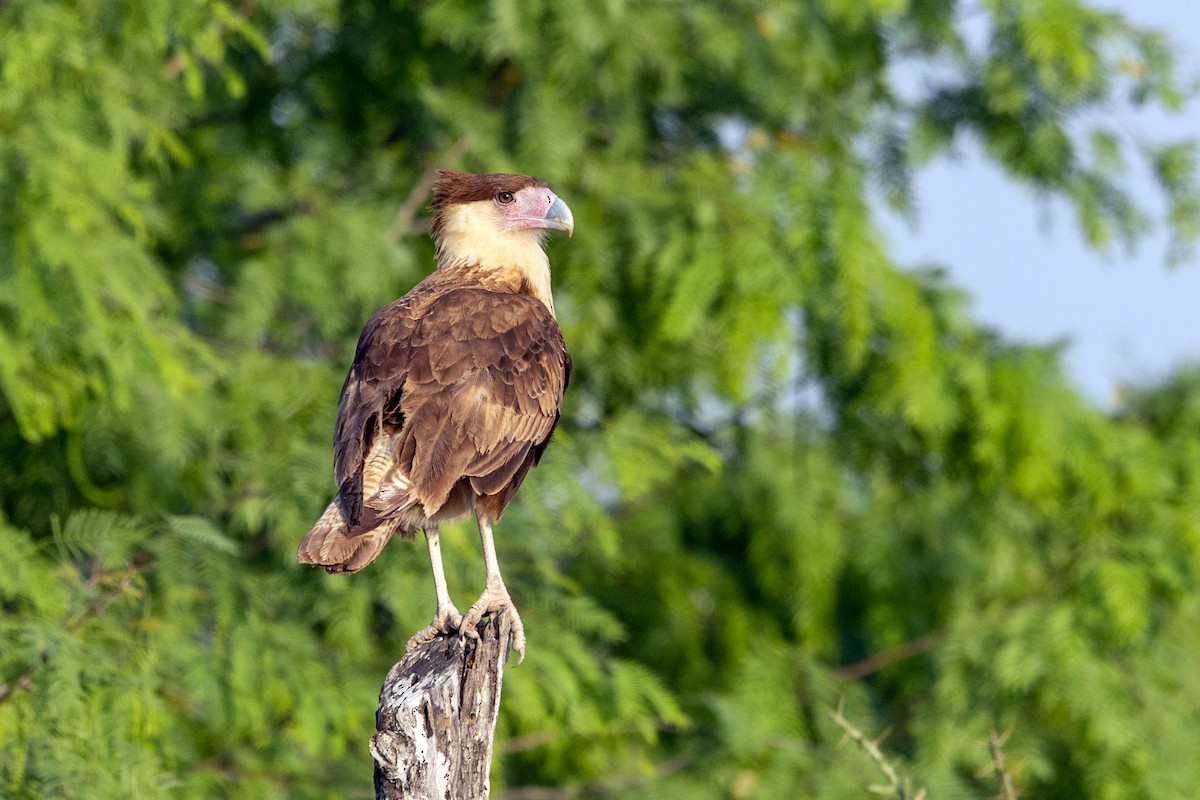 Crested Caracara (Northern) - ML637670323