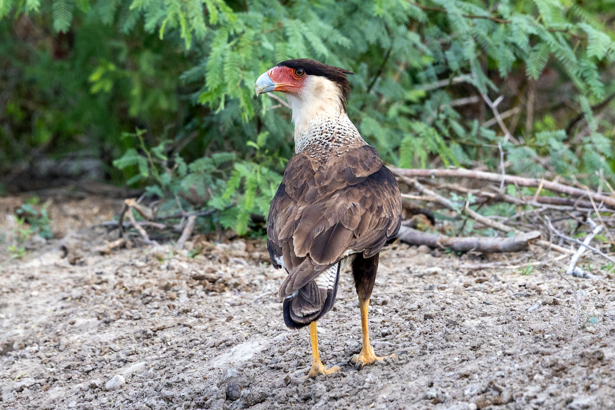 Crested Caracara (Northern) - ML637670325