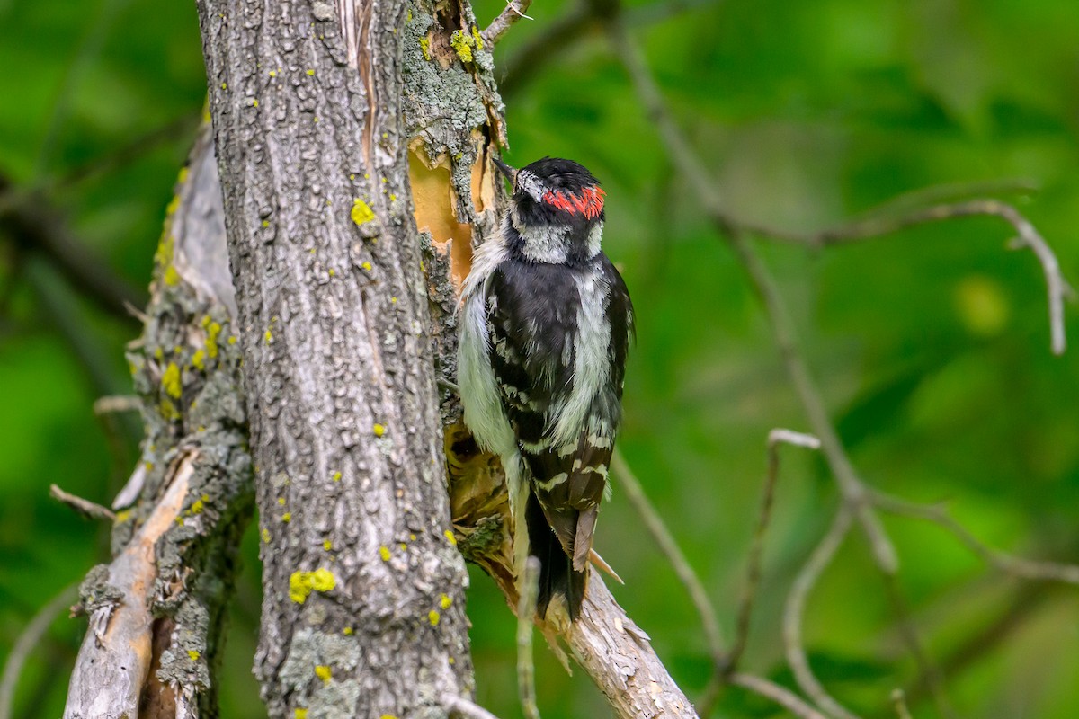 Downy Woodpecker - ML637670336