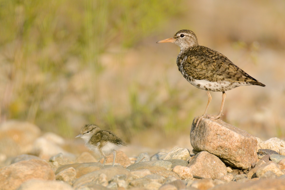 Spotted Sandpiper - ML637670363