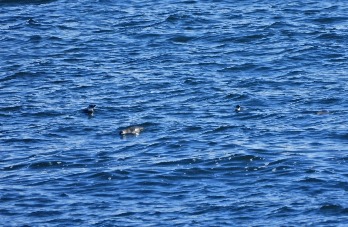 Magellanpinguin - ML637670390