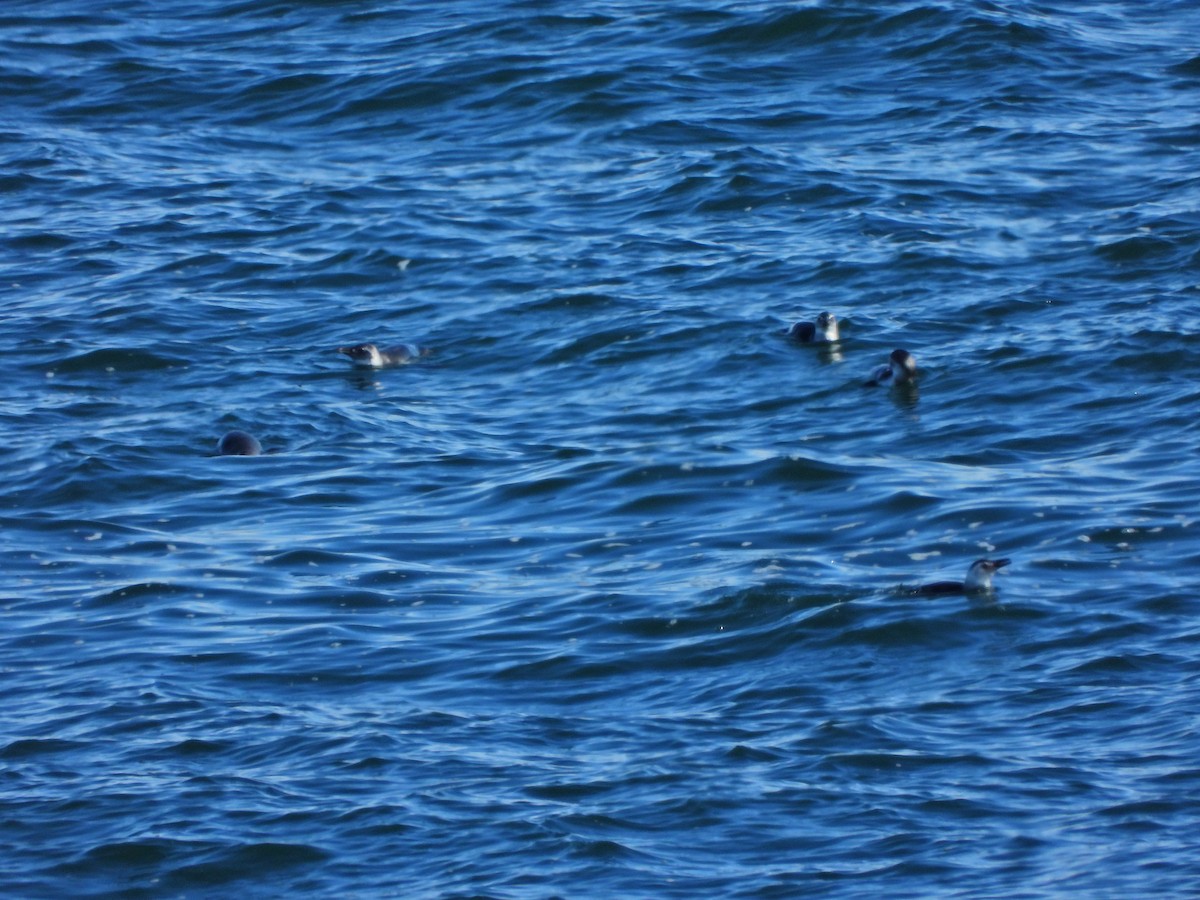 Magellanpinguin - ML637670391