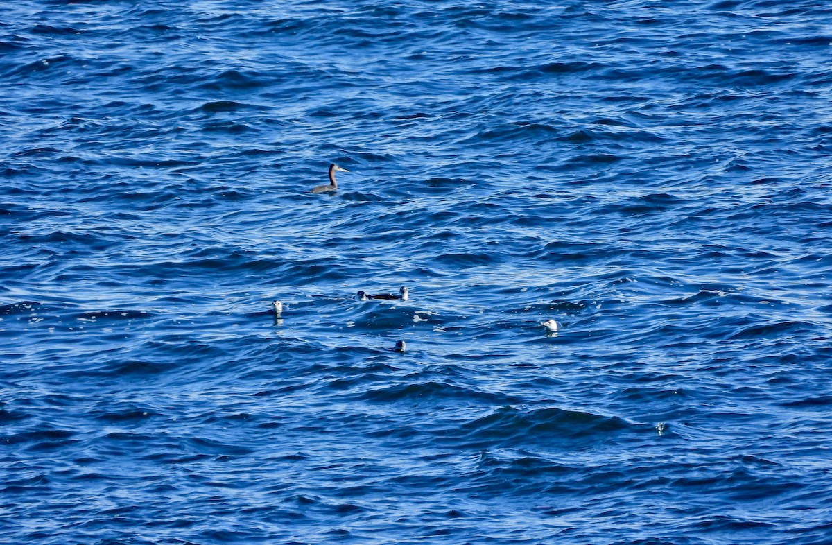 Magellanpinguin - ML637670393
