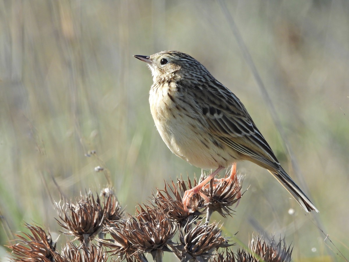 Hellmayr's Pipit - ML637670435