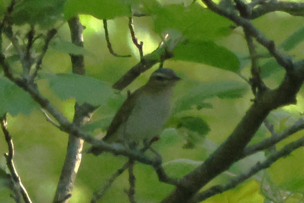 rødøyevireo - ML637670551