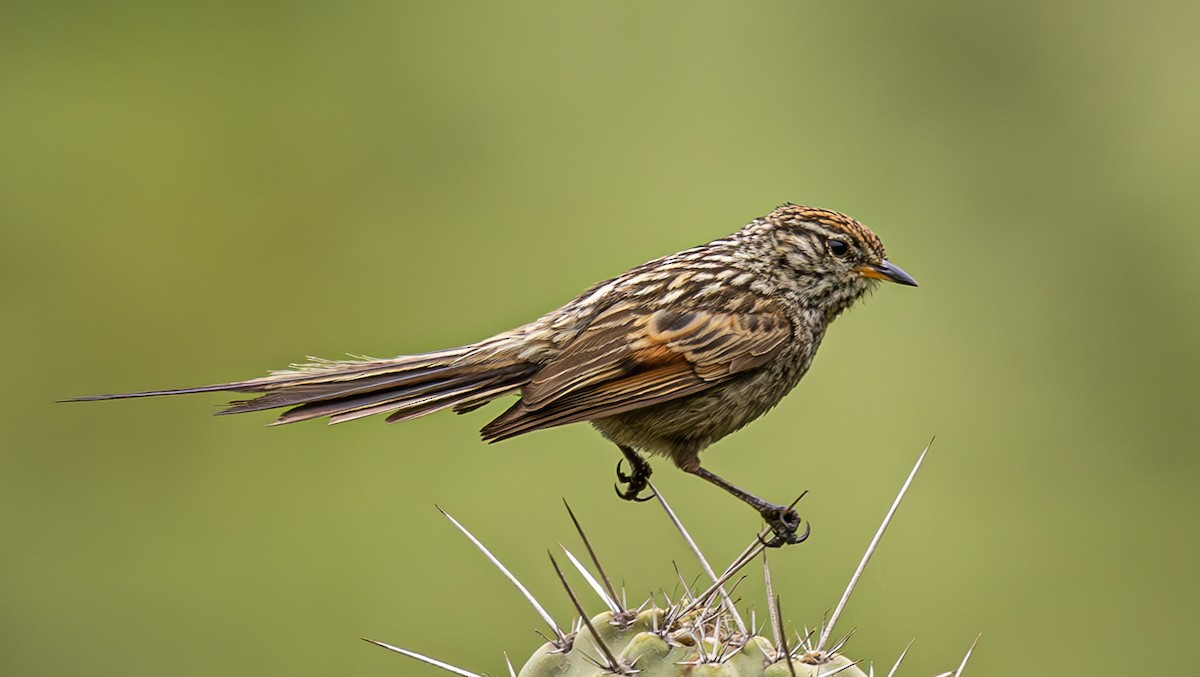 Streaked Tit-Spinetail - ML637670558