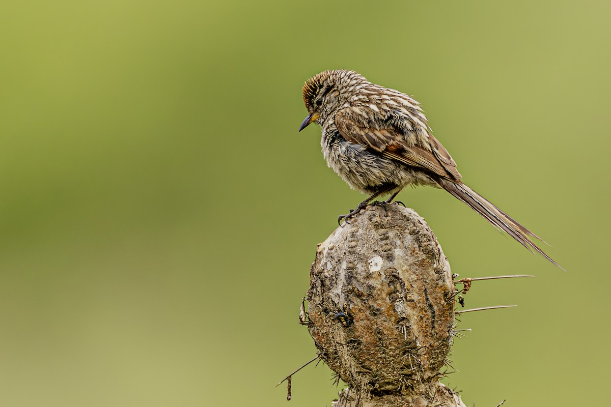 Streaked Tit-Spinetail - ML637670559
