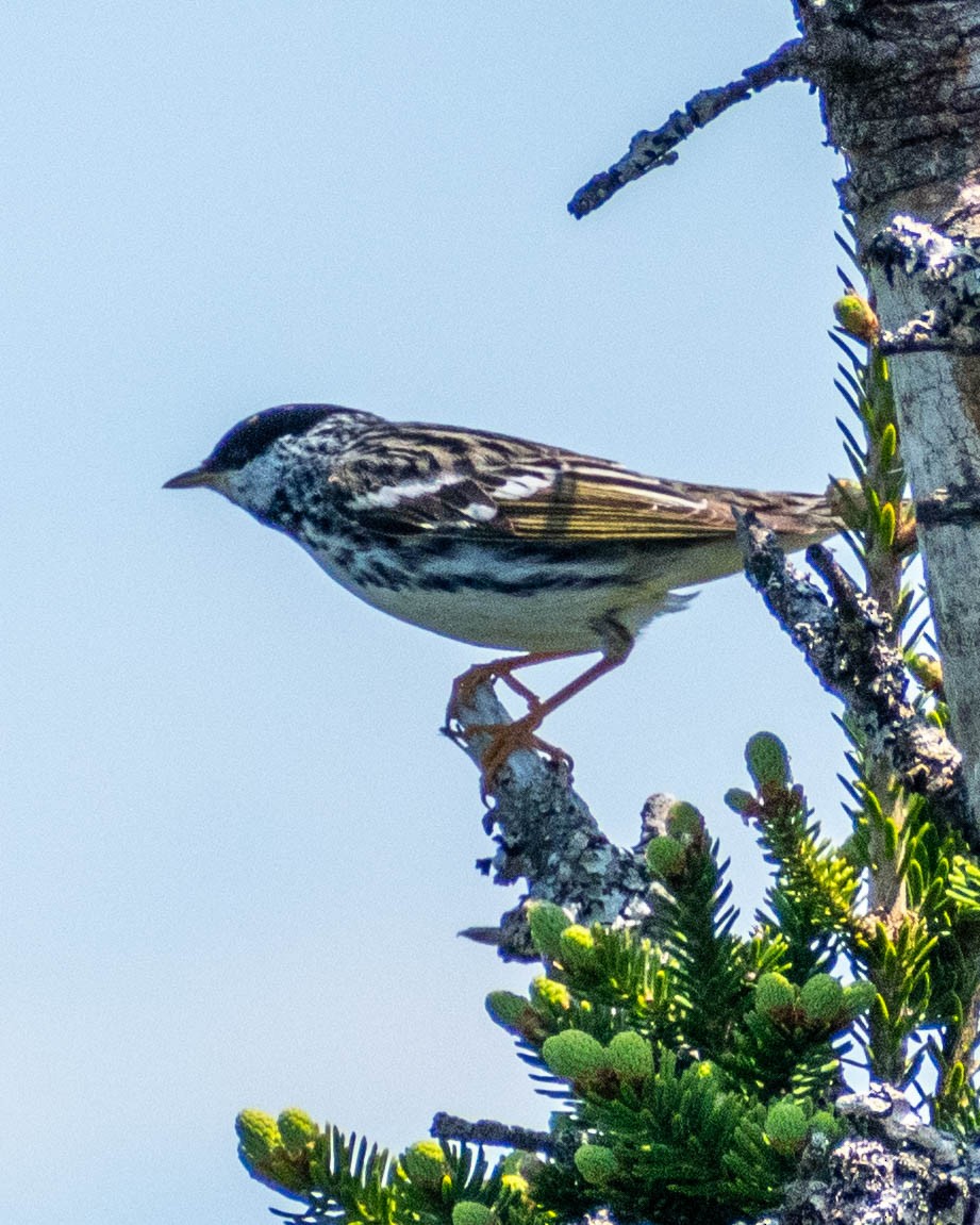 Blackpoll Warbler - ML637670562