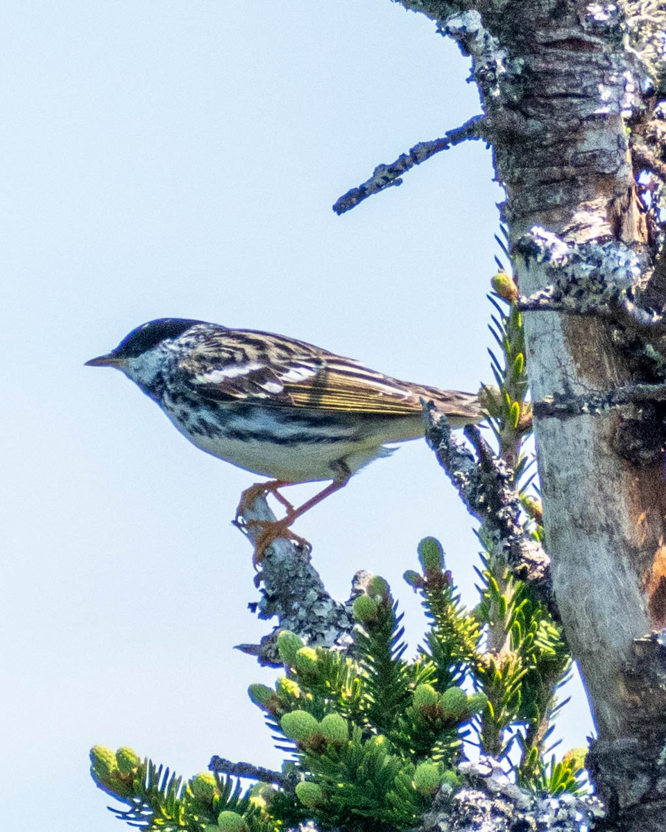 Blackpoll Warbler - ML637670563