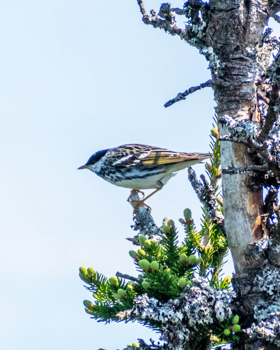 Blackpoll Warbler - ML637670564
