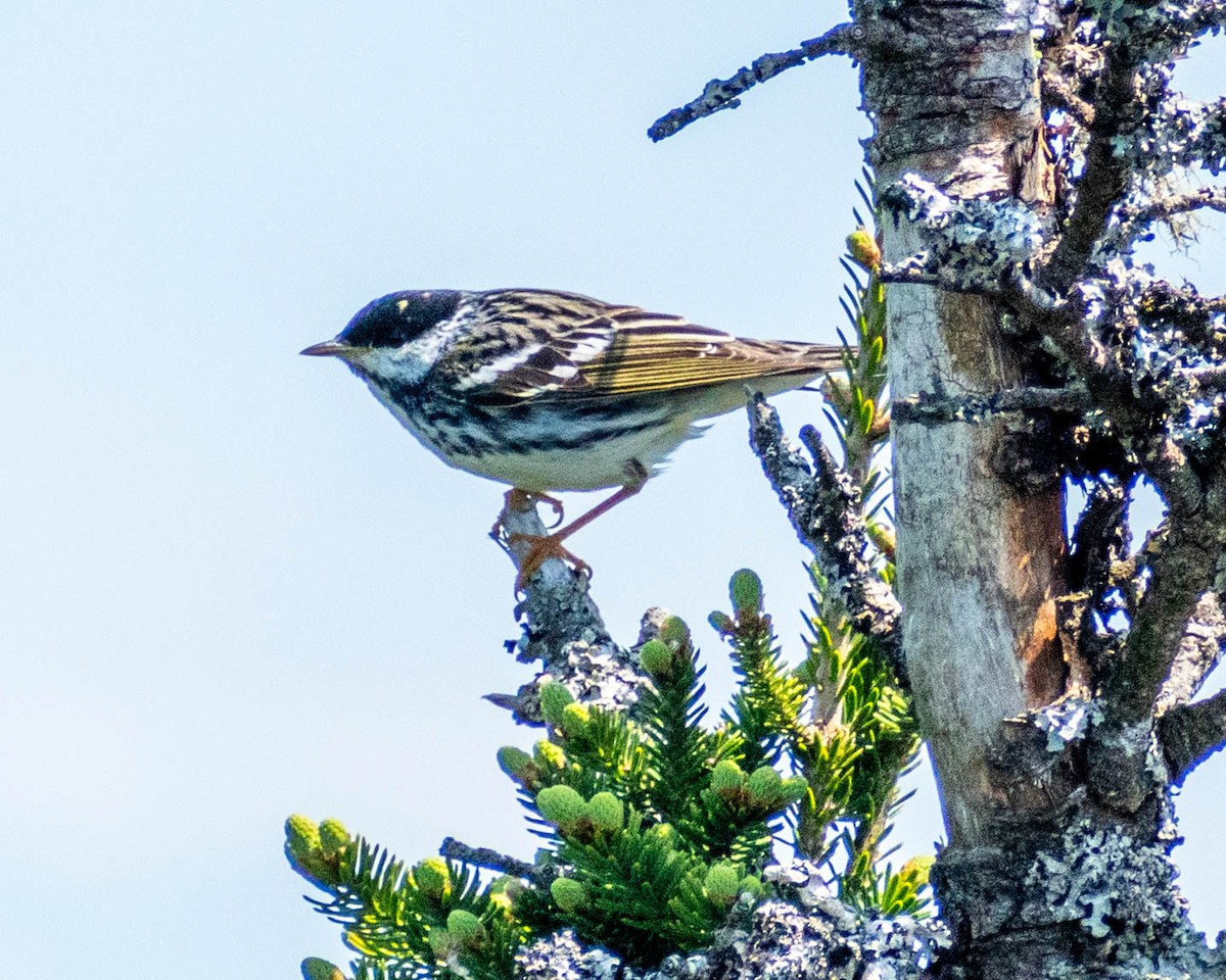 Blackpoll Warbler - ML637670565