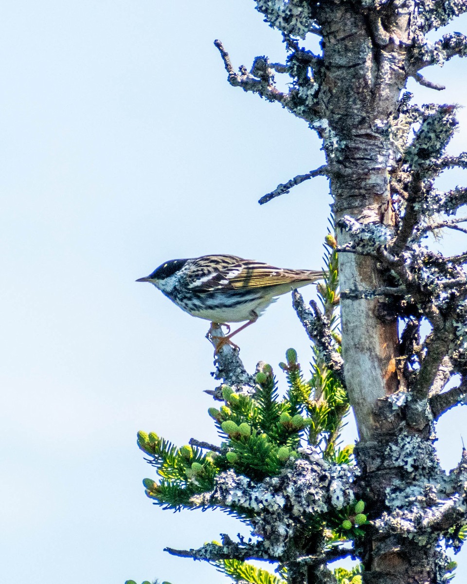 Blackpoll Warbler - ML637670566