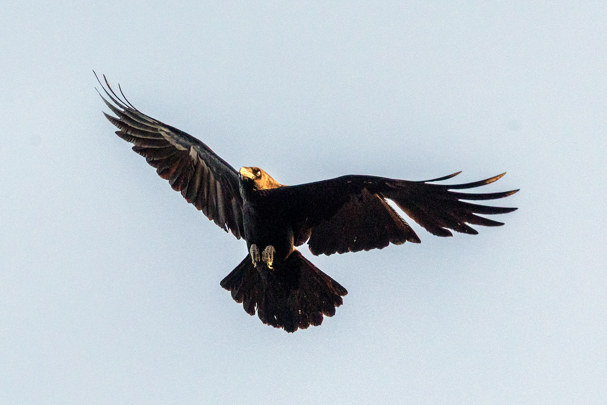 Chihuahuan Raven - ML637670571