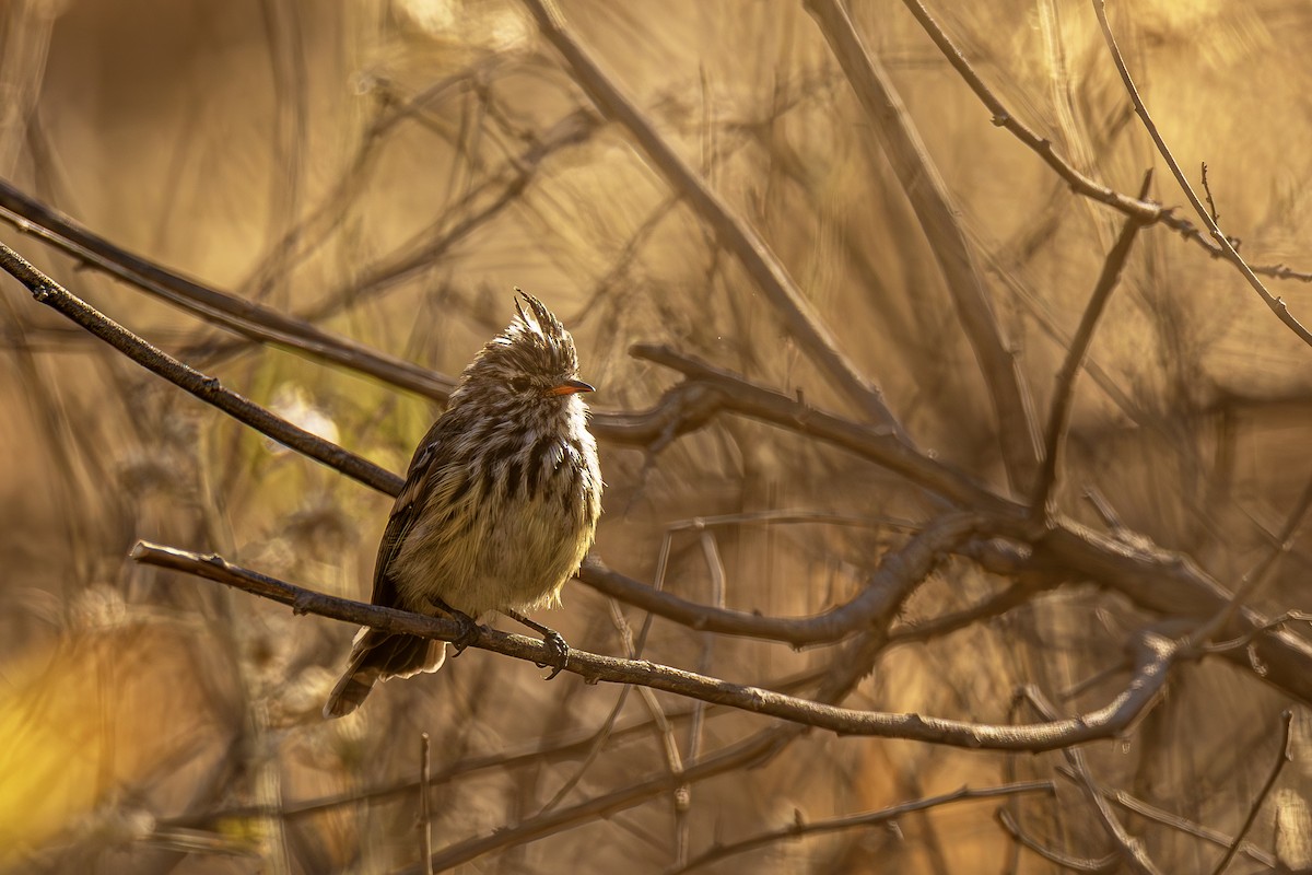 Yellow-billed Tit-Tyrant - ML637670611