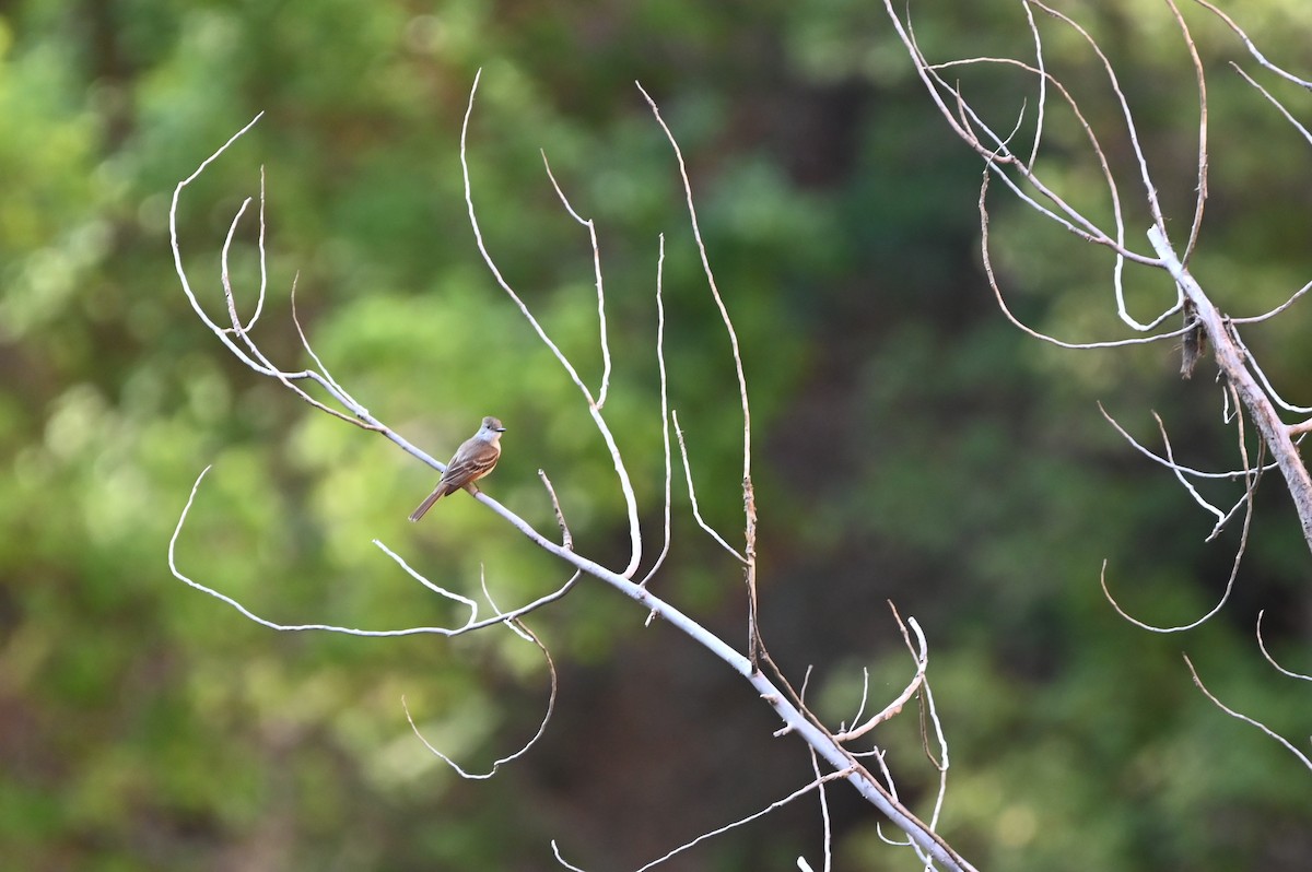 Ash-throated Flycatcher - ML637670652
