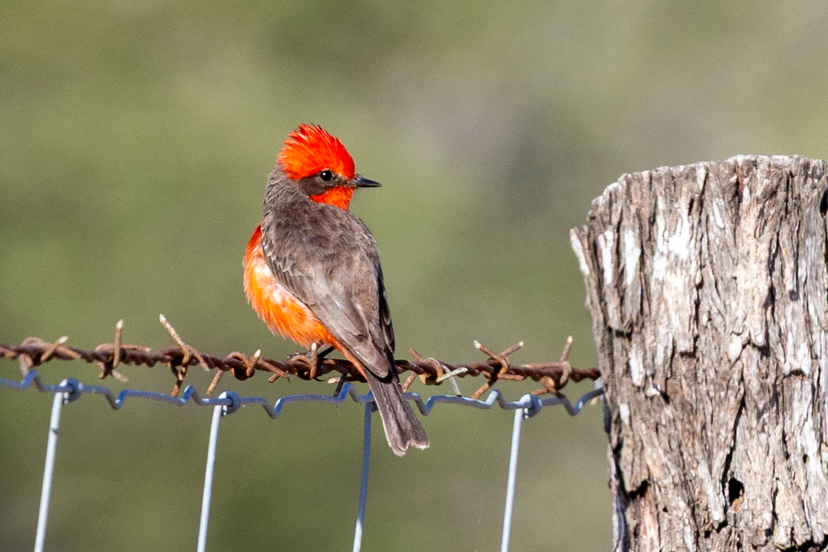 Vermilion Flycatcher (Northern) - ML637670708