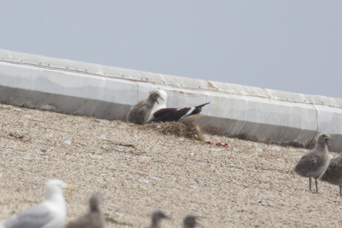 Kelp Gull - ML637670726