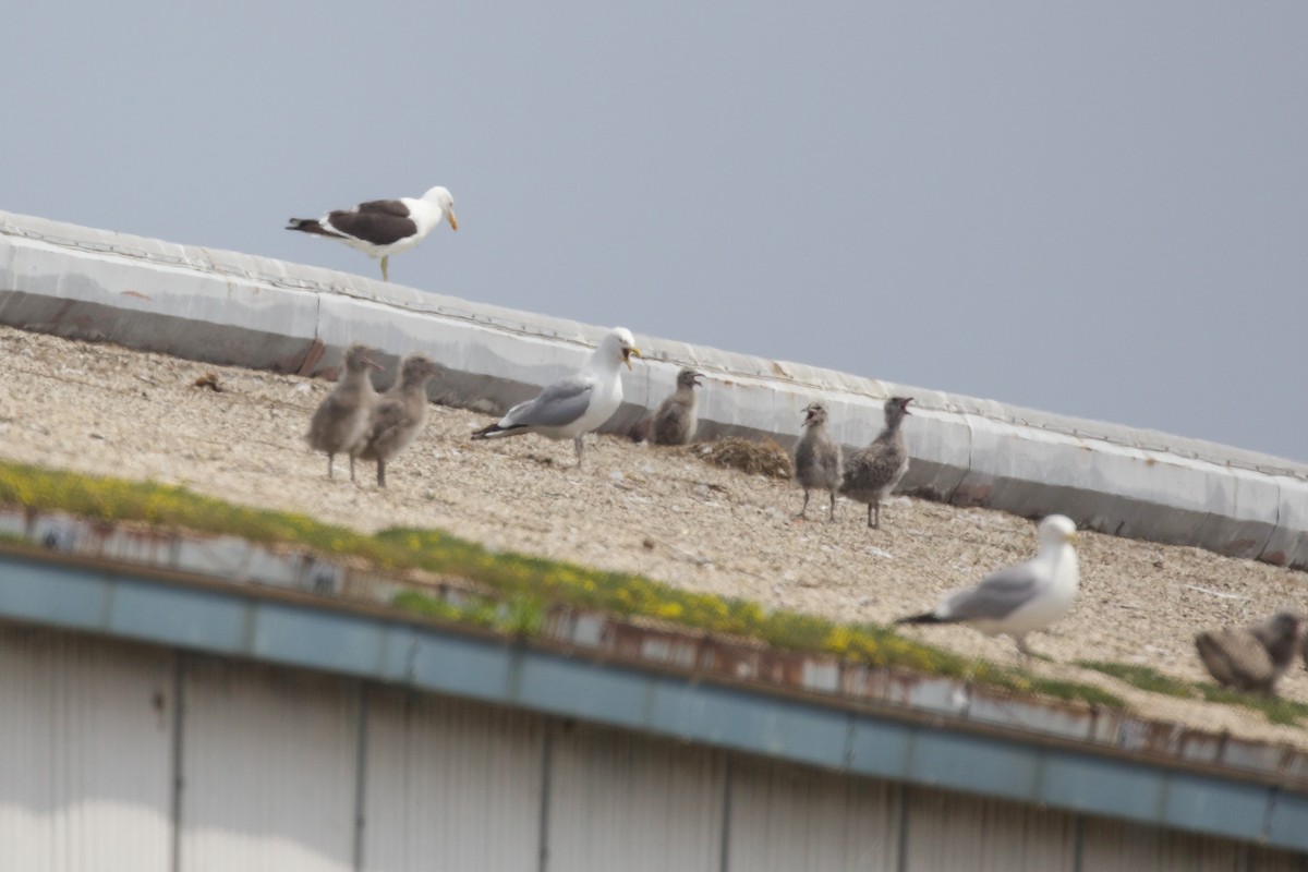 Kelp Gull - ML637670727