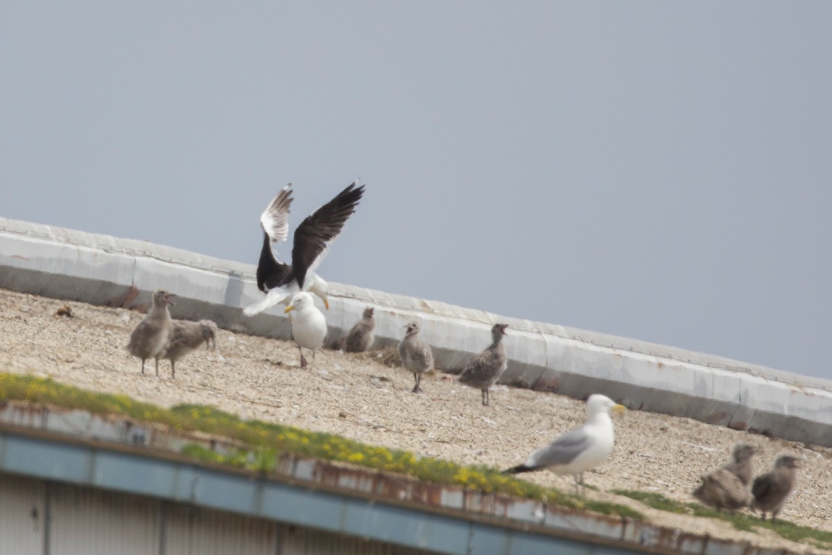 Kelp Gull - ML637670728