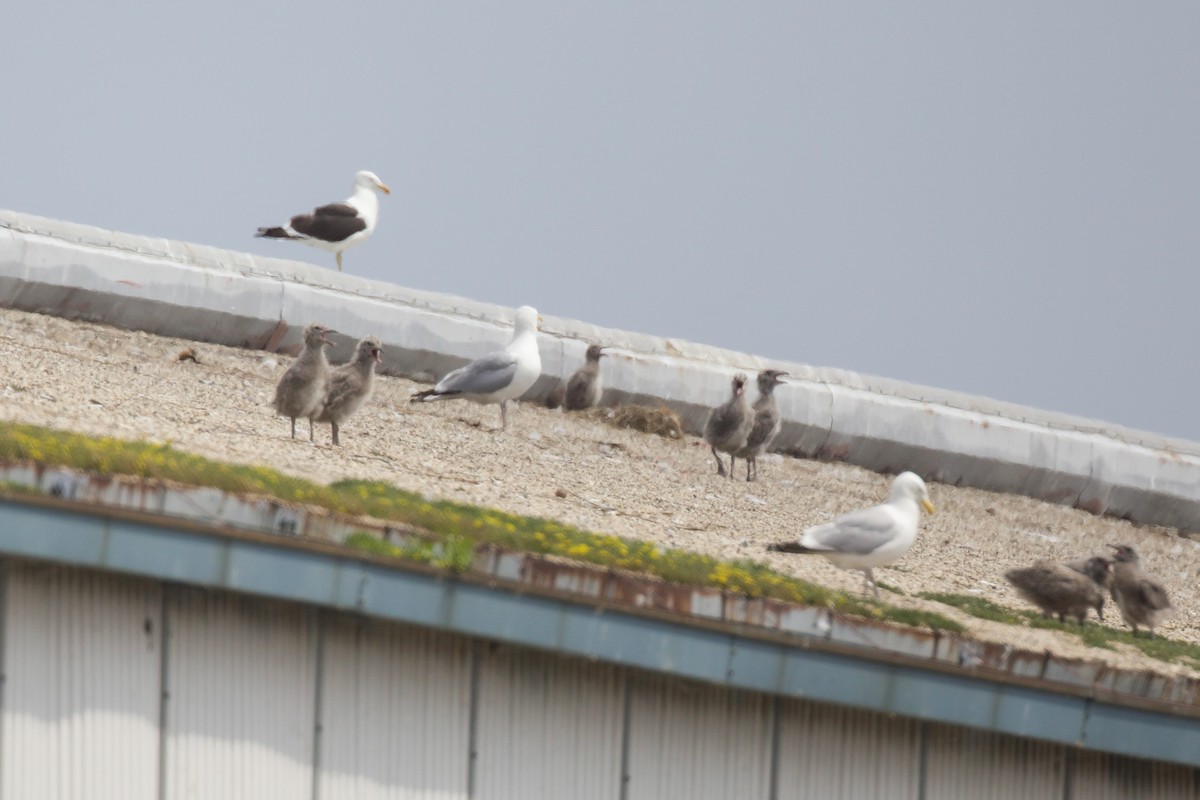 Kelp Gull - ML637670729