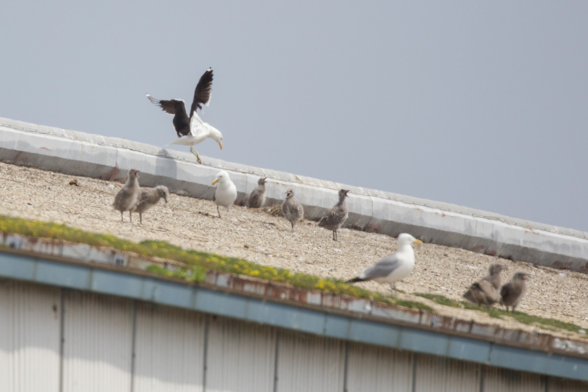 Kelp Gull - ML637670730