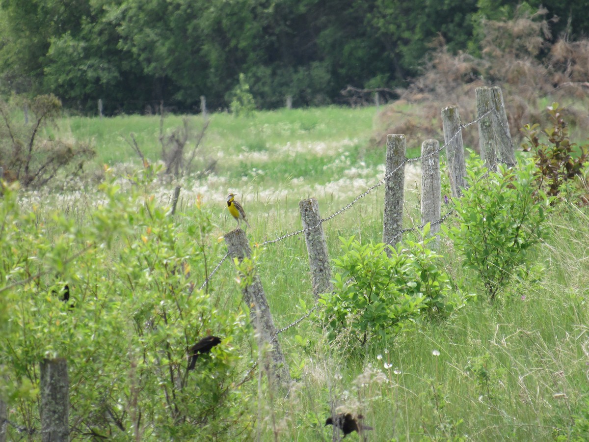 Eastern Meadowlark - ML637670736