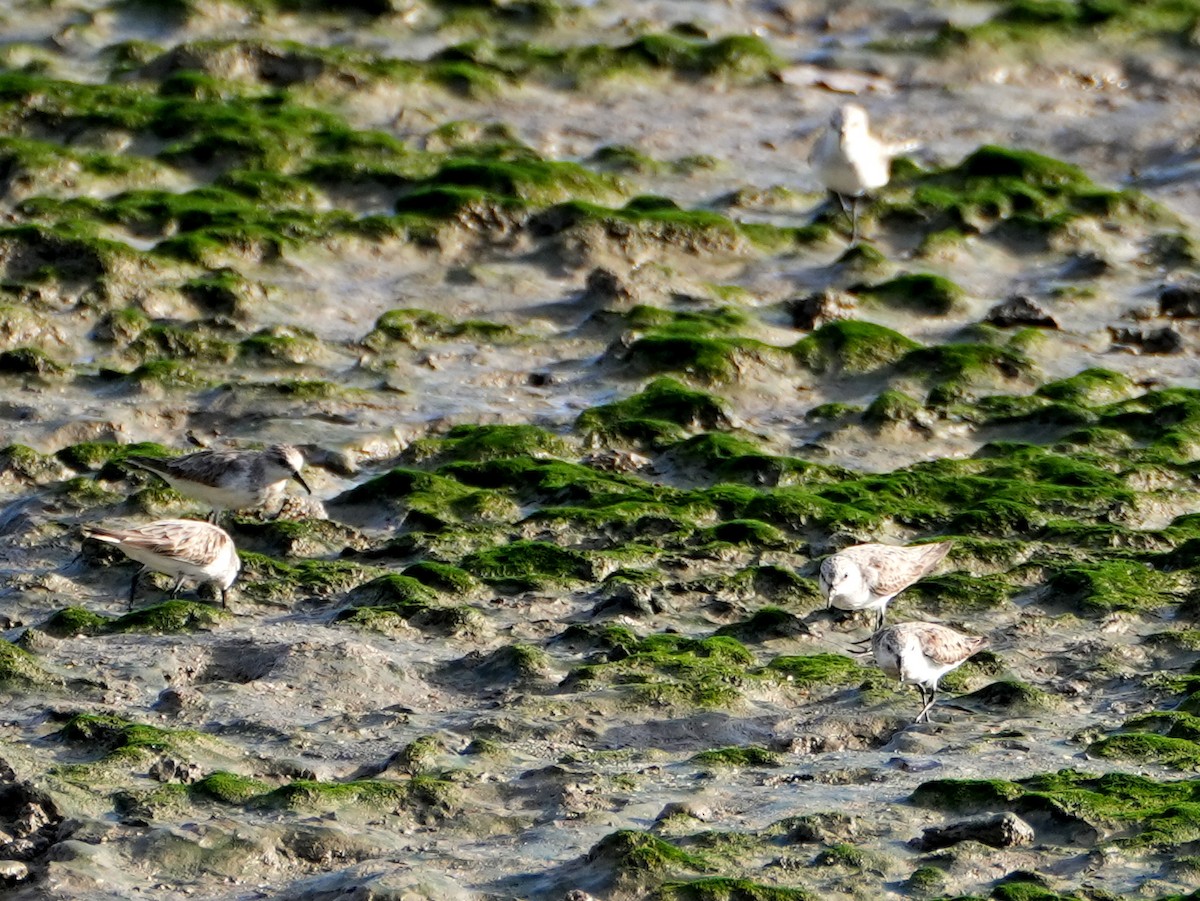 peep sp. - ML637670737