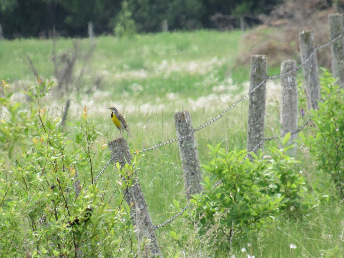 Eastern Meadowlark - ML637670805