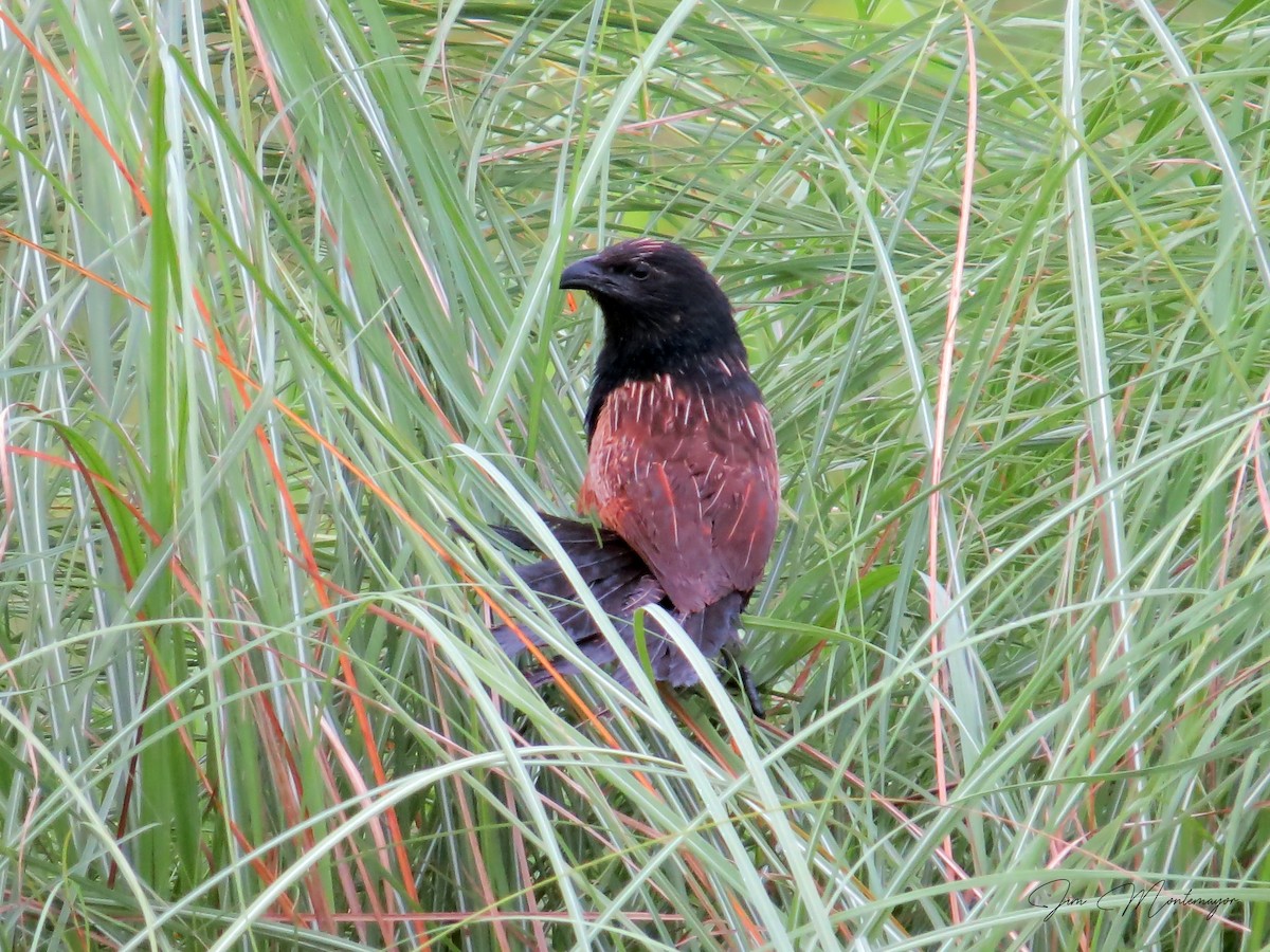Lesser Coucal - ML637670808