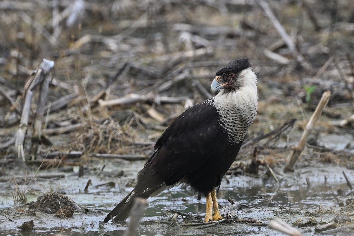 Crested Caracara (Northern) - ML637670809