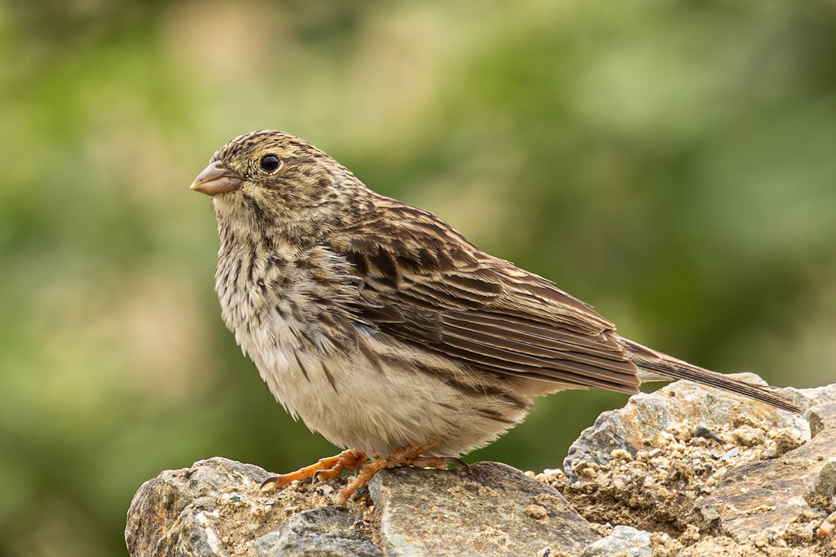 Band-tailed Sierra Finch - ML637670811