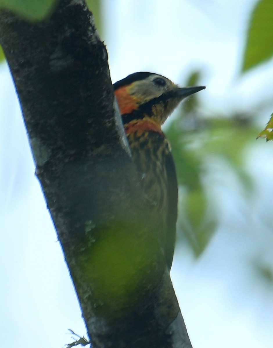 Crimson-naped Woodpecker - ML637670815